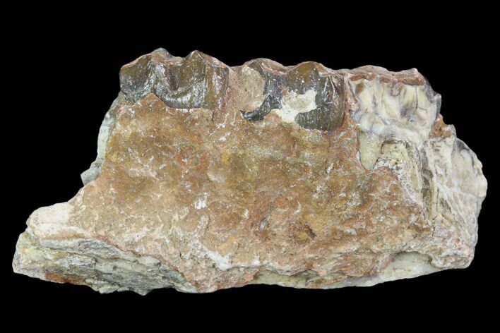 Oligocene Horse (Mesohippus) Jaw Section #101858